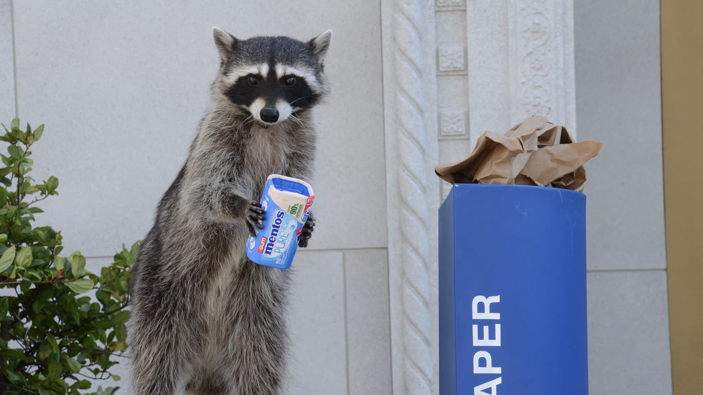 Mentos ‘Raccoon Recycling Force’ — a raccoon holding a Mentos gum bottle by a recycling box